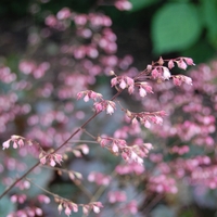 Хойхера (коралокамбанка) Heuchera sanguinea