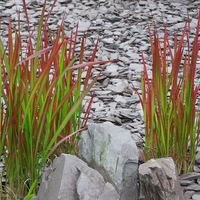 Императа ‘Red Baron’ Imperata cylindrica ‘Red Baron’