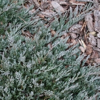 Хвойна хоризонтална ‘Wiltonii’ Juniperus horizontalis ‘Wiltonii’