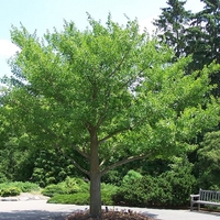 Гинко билоба Ginkgo biloba