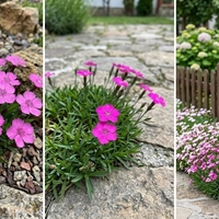 Алпийски карамфил / Dianthus alpinus