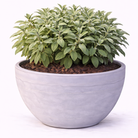 Салвия (градински чай) Salvia officinalis