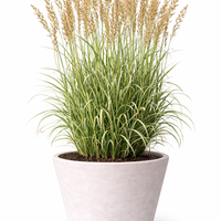 Каламагростис ‘Overdam’ Calamagrostis acutiflora ‘Overdam’
