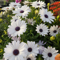 Остеоспермум 'Osteospermum spp.'