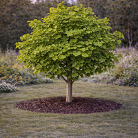 Гинко билоба Ginkgo biloba