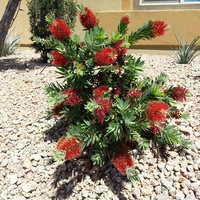 Калистемон (червен) Callistemon citrinus