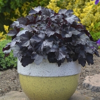 Хойхера (коралокамбанка) Heuchera sanguinea