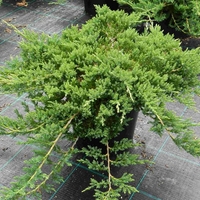 Хвойна хоризонтална ‘Prince of Wales’ Juniperus horizontalis ‘Prince of Wales’