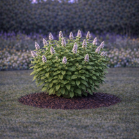 Мента Mentha piperita