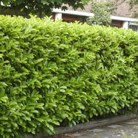 Лавровишня ‘Novita’ Prunus laurocerasus ‘Novita’