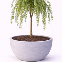 Плачеща върба Salix babylonica