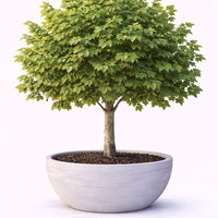 Платан Platanus acerifolia