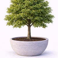 Червен дъб Quercus rubra