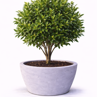 Лаврово дърво (дафинов лист) Laurus nobilis