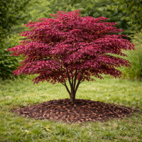 Японски клен ‘Atropurpureum’ Acer palmatum ‘Atropurpureum’