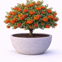 Огнегорив храст (пиранта) Pyracantha coccinea