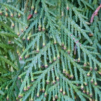 Туя Теди  Thuja occ. 