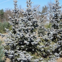 Смърч ‘Oldenburg’ Picea pungens ‘Oldenburg’
