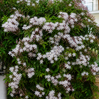 Испански жасмин  'Jasminum azoricum'