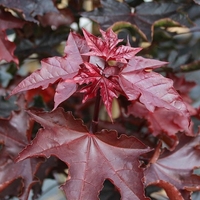 Норвежки клен ‘Crimson Sentry’ Acer platanoides ‘Crimson Sentry’
