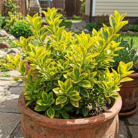 Евонимус ‘Aurea’ Euonymus japonicus ‘Aurea’