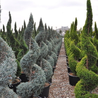 Лейландов кипарис (спирала) Cupressocyparis leylandii