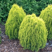 Туя ‘Aurea Nana’ Thuja occidentalis ‘Aurea Nana’