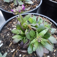 Арабис Arabis spp.