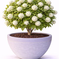 Калина ‘Roseum’ Viburnum opulus ‘Roseum’
