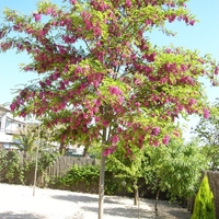 Робиния ‘Cascue Rouge’ Robinia margaretta ‘Casque Rouge’