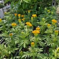 Тагетис 'Tagetes spp.'