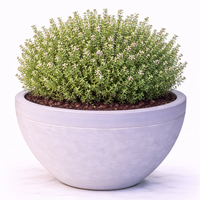 Мащерка Thymus vulgaris