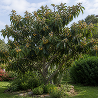 Японска Мушмула 'Eriobotrya japonica'