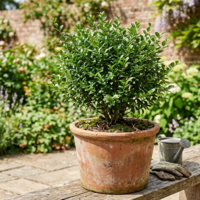 Лигуструм. Ligustrum ovalifolium в контейнер