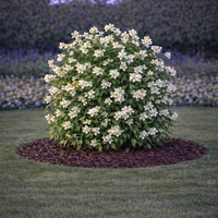 Филаделфус (чубушник) Philadelphus coronarius