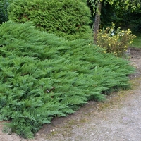 Хвойна сабина Juniperus sabina