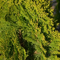 Туя Аурея нана	Thuja occ. 