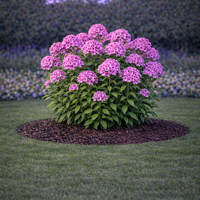 Флокс Phlox paniculata