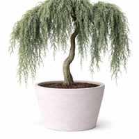 Кедър хималайски плачещ Cedrus deodara ‘Pendula’