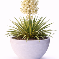 Юка нишковидна Yucca filamentosa