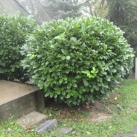 Лавровишня ‘Novita’ Prunus laurocerasus ‘Novita’