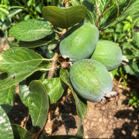 Фейхоа  'Feijoa sellowiana'