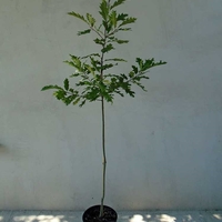 Червен дъб Quercus rubra