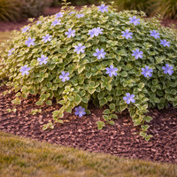 Зимзелена ‘Vinca major’ Vinca major