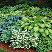 Хоста Hosta spp.