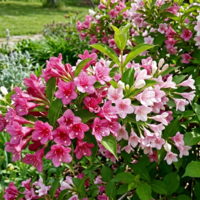 Вайгела  /  Weigela