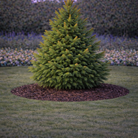 Норвежки смърч (обикновен) Picea abies