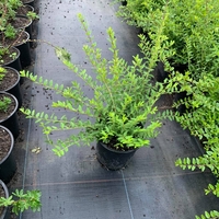 Орлов нокът постилащ се Lonicera pileata