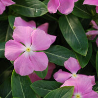Зимзелена ‘Vinca major’ Vinca major