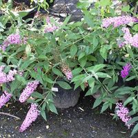 Будлея ‘Black Knight’ Buddleja davidii ‘Black Knight’